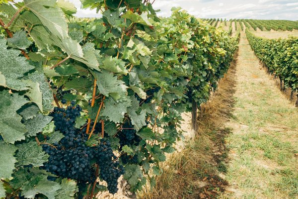 What are the best vineyard tours in Kent for wine enthusiasts?